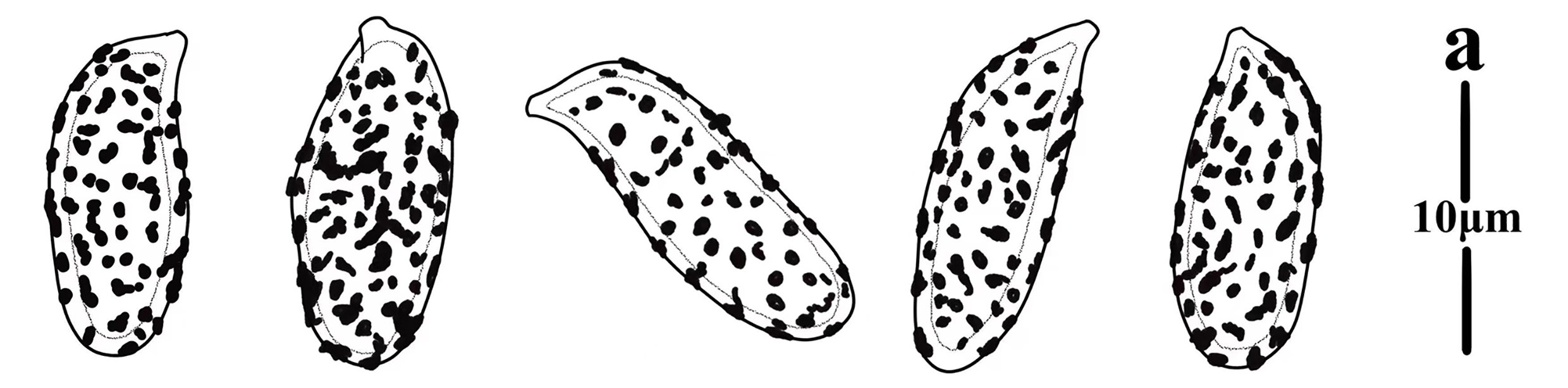 Figure 62